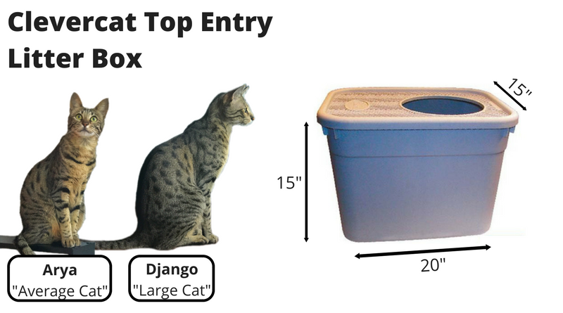 Clevercat Top Entry Litter Box Review Kitty Loaf
