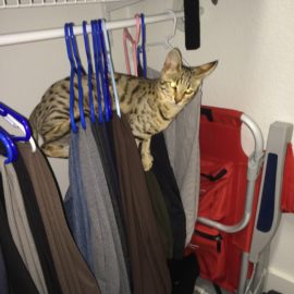 Bad Kitty in Closet