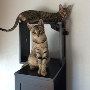 Cats on Cat Tree
