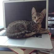 Kitten on Computer