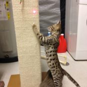 Kitten with Scratching Post