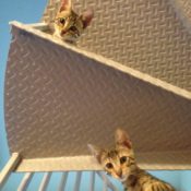 Kittens on Staircase