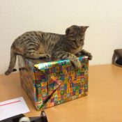 Kitty Helper on Present