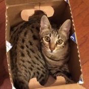 Kitty in Box