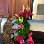 Nosey Kitty with Flower