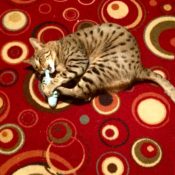 Savannah Cat Toys