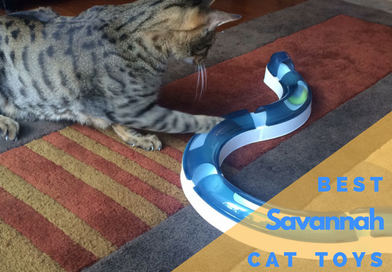 best toys for savannah cats