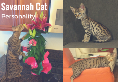 Savannah Cat Personality