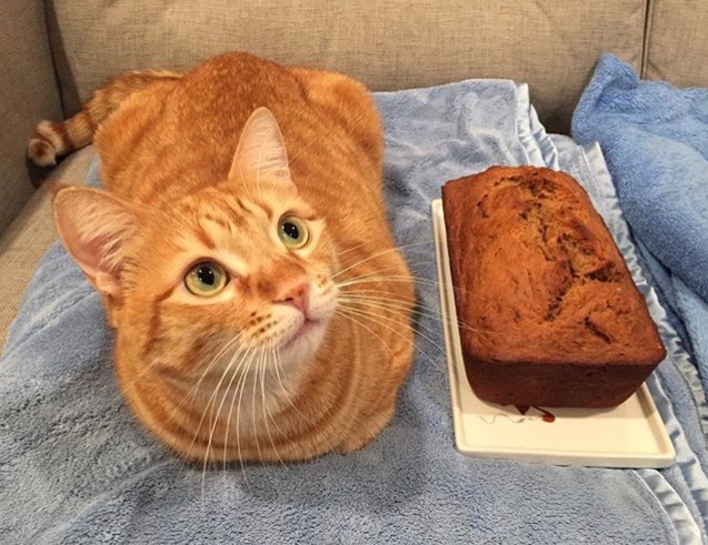 Image result for catloaf