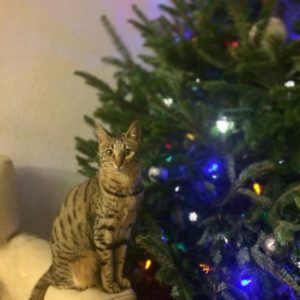 Arya_Xmas_Tree-2