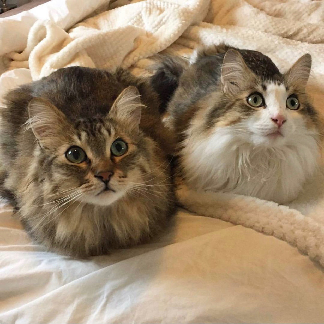 Best Electronic Toys For Cats Best Electronic Toys For Cats