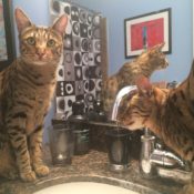 Thirsty Kitties