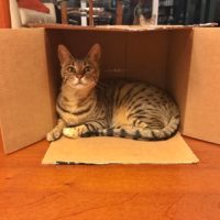 Arya in Box – 1