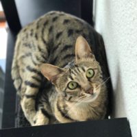 Arya on Cat Shelf