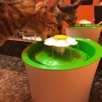 Django & Catit Fountain