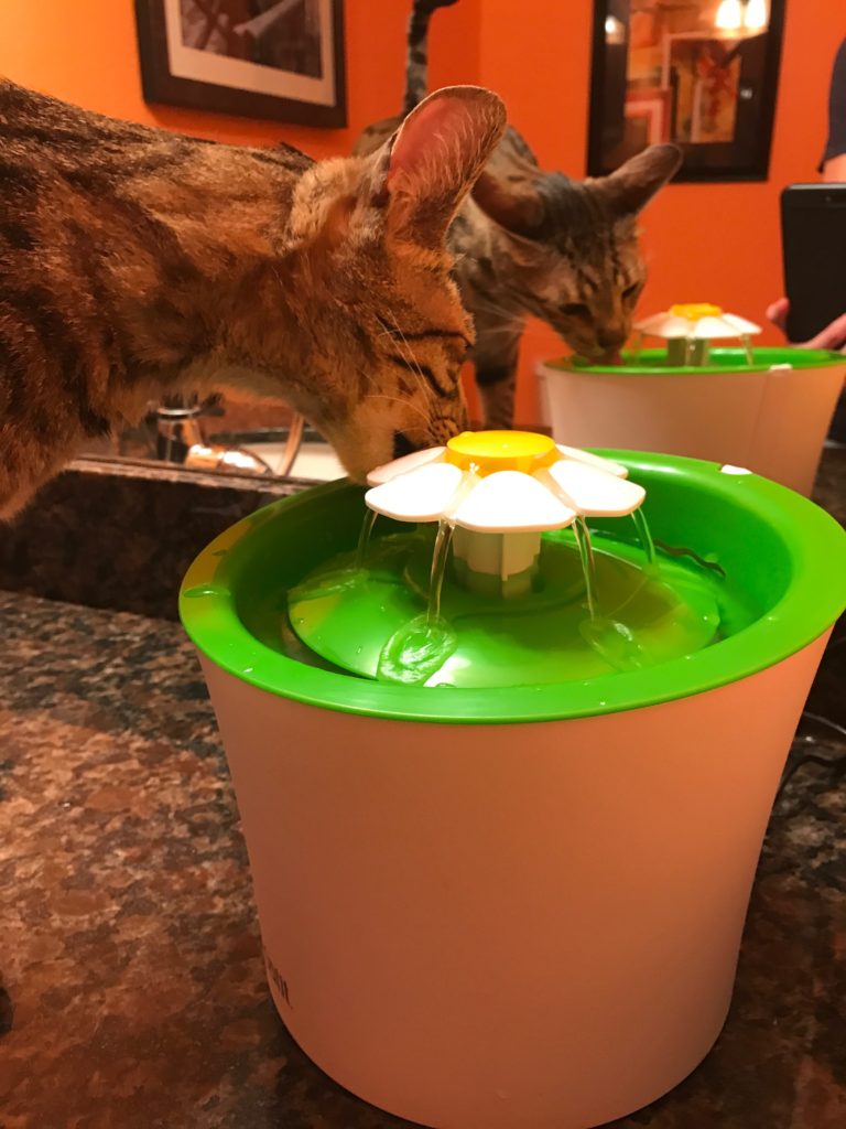 Catit Flower Fountain Review Kitty Loaf