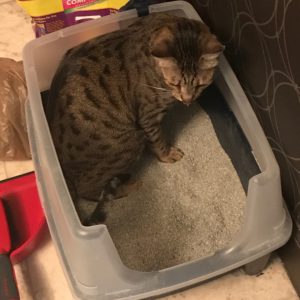 Django in IRIS Litter Box – 1