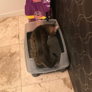 Django in IRIS Litter Box – 2