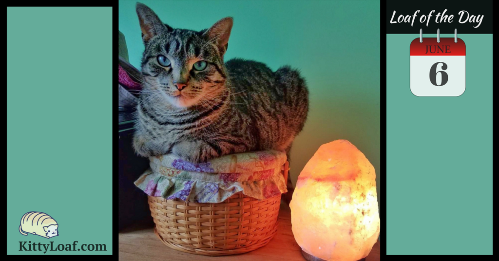 Loaf of the Day 10/2/17 Kitty Loaf