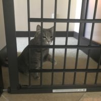 Puddles testing the Pet Gate