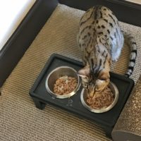 Arya eating behind barrier