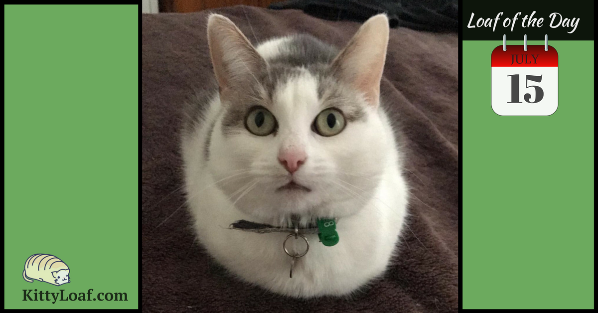 Loaf of the Day 7/15/17 Kitty Loaf