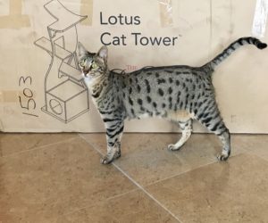 Lotus Cat Tower Box with Arya-1