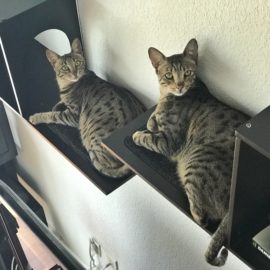 Arya & Django – Sophia Cat Shelves (2)