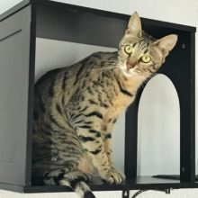 Arya – Sophia Cat Shelf Cubby