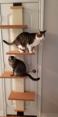 SmartCat Multi-Level Cat Climber – 2 Cats – Luke