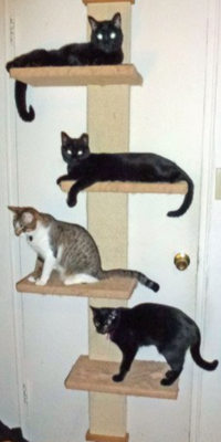 SmartCat Multi-Level Cat Climber – 4 Cats – Bekalekah