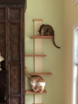 SmartCat Multi-Level Cat Climber – Wall Mount – ArthurGRay