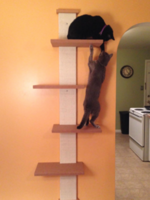 SmartCat Multi-Level Cat Climber – Wall Mount – CaitlinSampsel