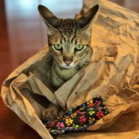 Catnip Pillows – Django