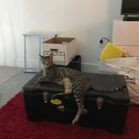 Django Helping with the Move