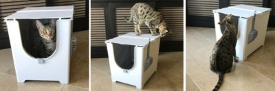 Modkat Flip Litter Box Review - Kitty Loaf
