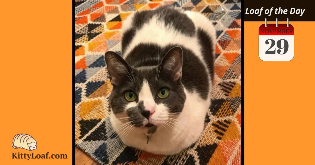 Loaf of the Day 4/26/18 Kitty Loaf