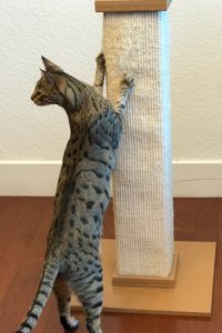 SmartCat Ultimate Scratching Post – Arya