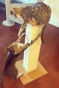 SmartCat Ultimate Scratching Post – Arya & Django