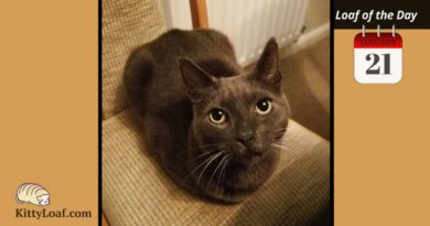 Cat Loaf