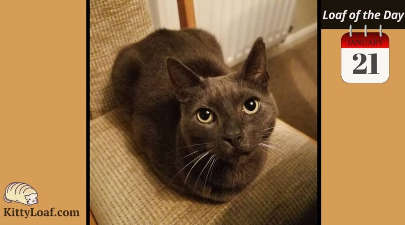 Cat Loaf