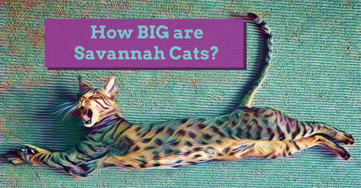 How Big Are Savannah Cats Kitty Loaf