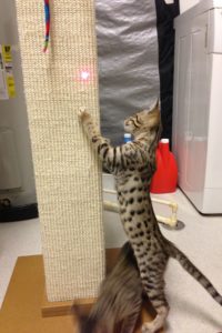 Kitten with Scratching Post