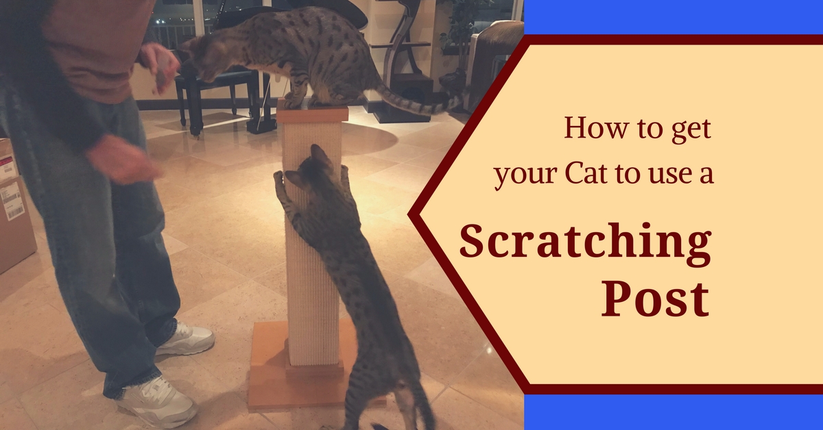 How to Get Your Cat to Use a Scratching Post Kitty Loaf