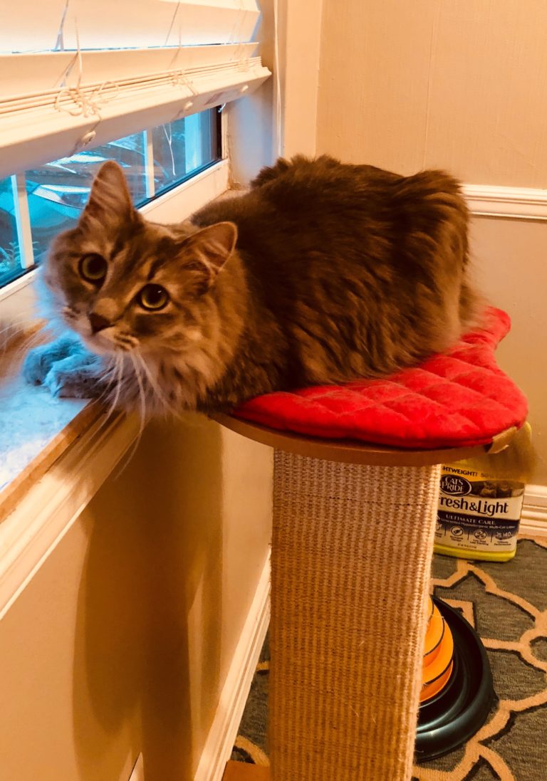 SmartCat Ultimate Scratching Post Review Kitty Loaf