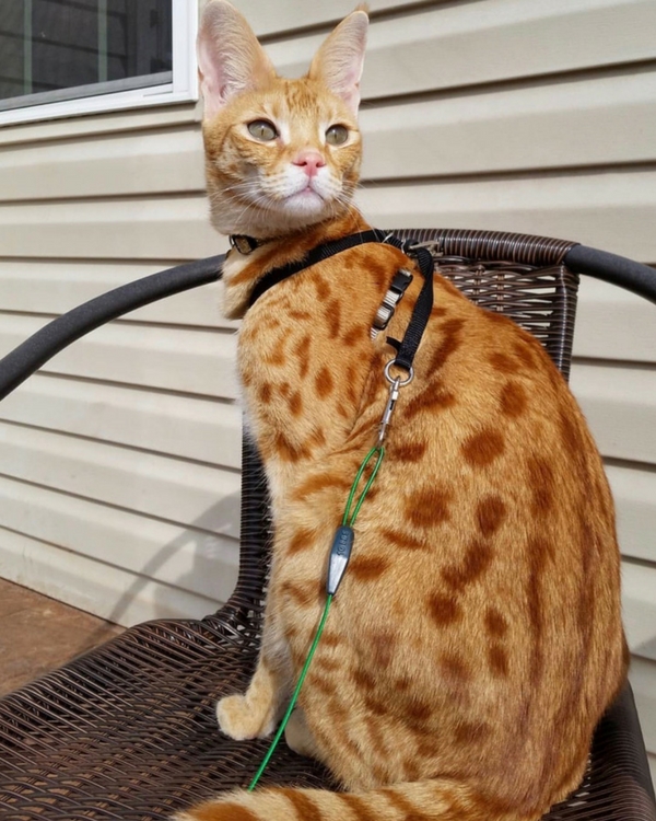 How Big Are Savannah Cats Kitty Loaf