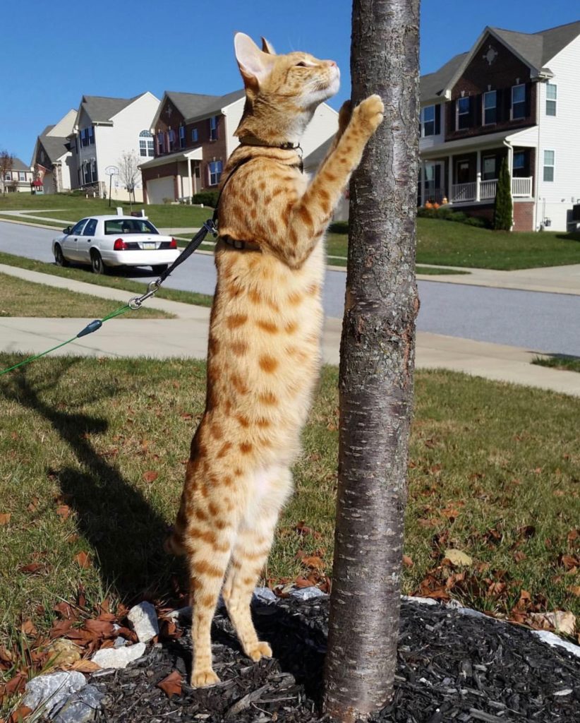 How Big Are Savannah Cats Kitty Loaf