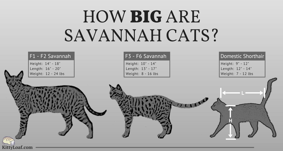 savannah cat f3 full grown