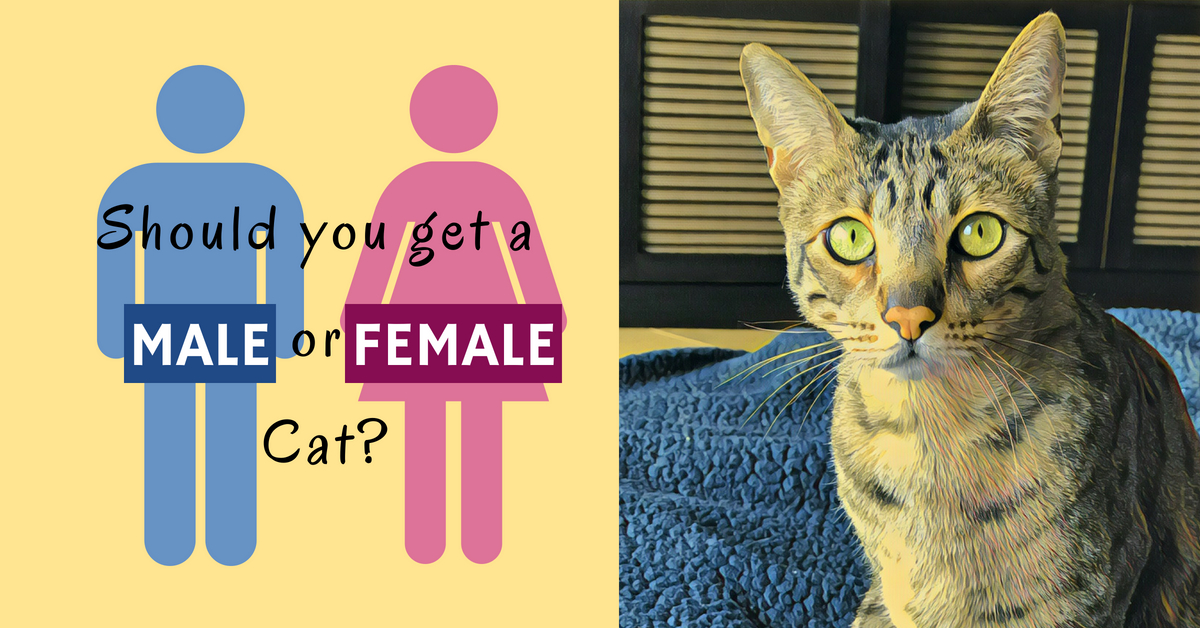 Should You Get A Male Cat Or A Female Cat Kitty Loaf 