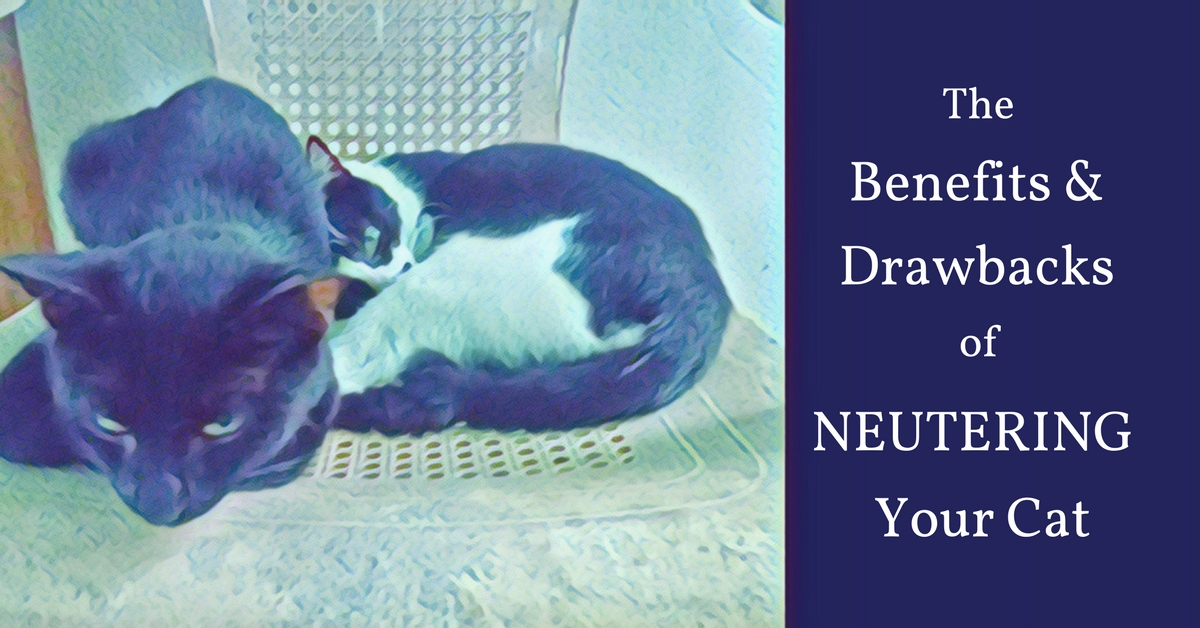 The Benefits And Drawbacks Of Neutering Your Cat Kitty Loaf